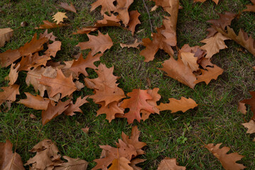 Automn Fall in germany