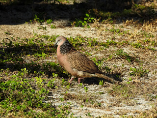 Close-up of Spotted Dove