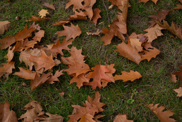 Automn Fall in germany