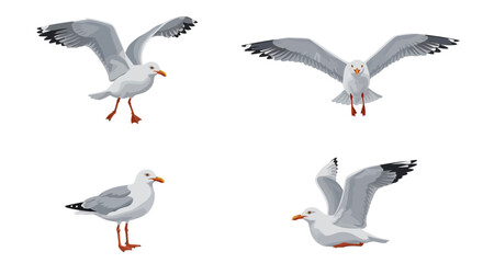 Obraz premium Seagull Illustration Collection Various Poses of a Coastal Bird in Flight and Rest