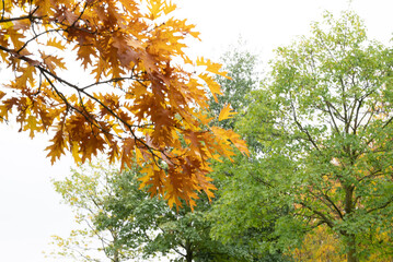 Automn Fall in germany