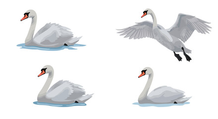 Obraz premium Elegant Swan Series Graceful Waterfowl in Various Poses for Design and Art Projects