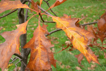 Automn Fall in germany