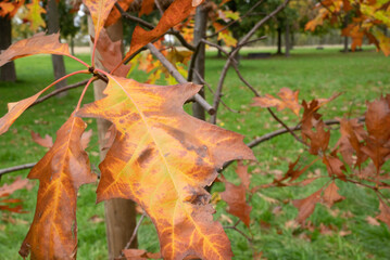 Automn Fall in germany