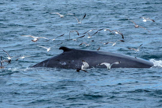 Finnwale und Buckelwale mit sch&ouml;ner Flosse im freien Meer 