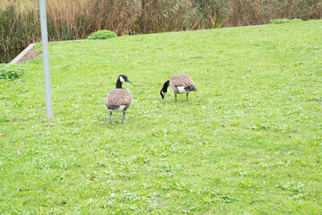 Automn Fall in germany