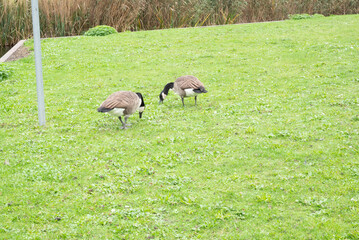 Automn Fall in germany