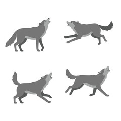 Four dynamic gray wolves captured in various poses of motion and howling isolated on white background