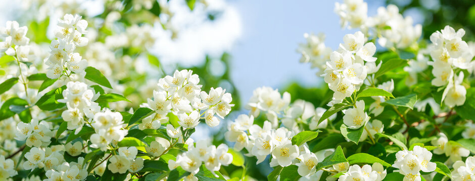 blooming jasmine flowers in a garden