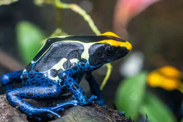 poison dart frog