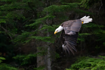 american bald eagle