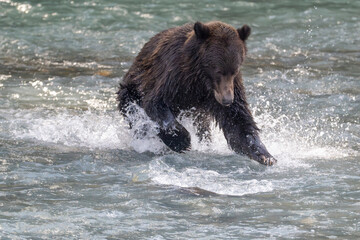 brown bear in water