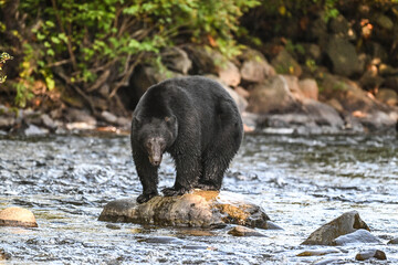 brown bear on a rock in the river