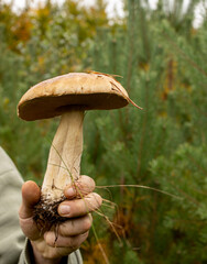 male hand holds a large white mushroom on a blurred background of a pine forest, white mushroom in hand, king of the forest white mushroom in a male hand, large mushroom in the hand of a mushroom pick