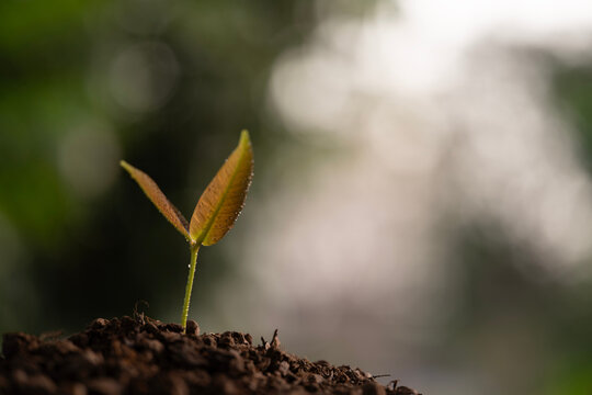 Syzygium gratum, java apple tree sprout growing