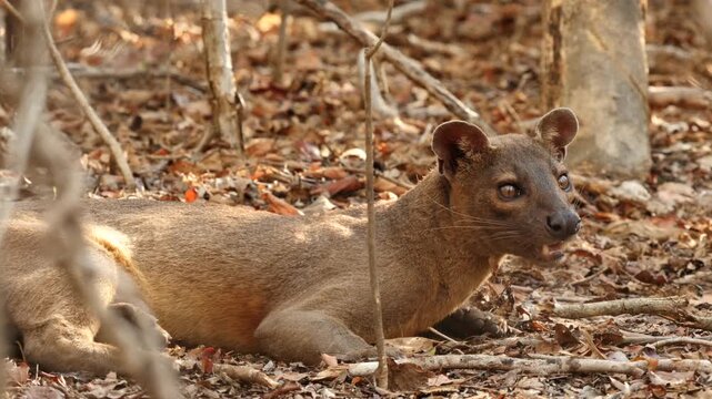 Fossa male, Cryptoprocta ferox, on ground during mating season looking for female in tree 4