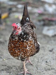 Close-up of a speckled chicken walking with bright pink comb and tail feathers