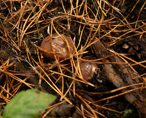 small mushrooms that have just sprouted from the soil, young butter mushrooms macro, photo with mushrooms, macro edible butter mushrooms
