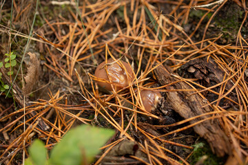 two small brown butter mushrooms poke out from under the ground among the yellow pine needles