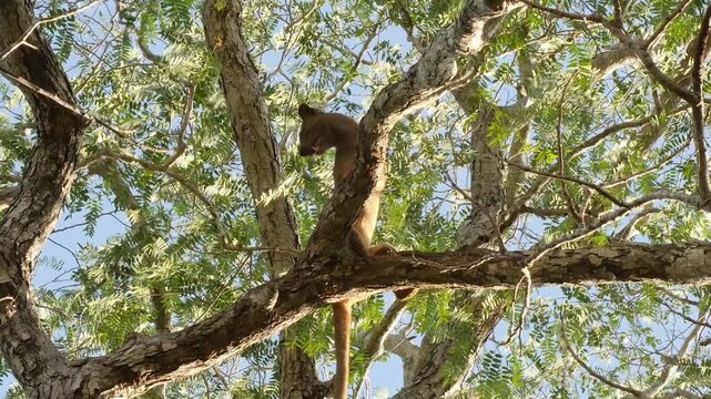 Fossa female, Cryptoprocta ferox, high in the tree during mating season, male arrives, close 7
