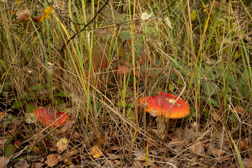 Wild forest mushroom with white spots on the cap

