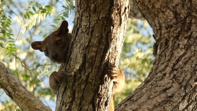 Fossa during mating season looks down from tree, disappears, portrait 13 
