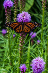 Schmetterlinge in freier Natur