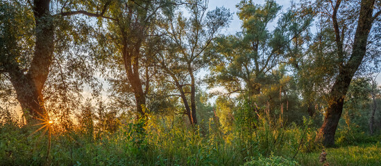 Sunrise light shines through tall trees and lush green grass in a quiet forest. Early morning nature scenery with soft sunlight and misty atmosphere.