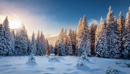 Fototapeta premium Bright Cold Winter Morning In Forest With Snow Covered Fir Trees Landscape With Snow Covered Winter Forest Trees