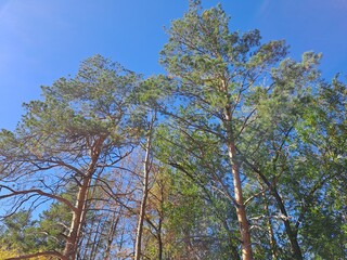 pine forest in the morning