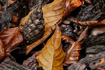 A spruce cone on wet leaves and bark
