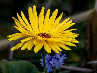 Wegerich-Gämswurz
 Doronicum plantagineum L., Gattung Doronicum, Familie Asteraceae