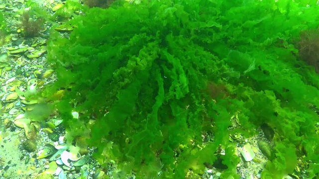 Long thalli of green algae Ulva lactuca on rocks near the shore in the Black Sea are moved by water movement, Black Sea.
