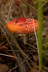 amanita muscaria fly agaric mushroom, beautiful fly agaric macro photo, fly agaric among leaves and dry grass