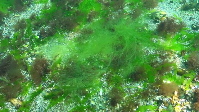 Cladophora algae on the bottom of the Black Sea. Underwater landscape of green and red algae on coastal rocks near the shore, Odessa Bay.