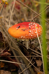 A large old fly agaric with a red-orange flat cap grows in the forest, macro photo of a fly agaric on the background