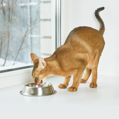 Abyssinian cat drinking water from metal bowl on windowsill in bright room.