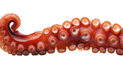Sinuous, textured octopus tentacle with prominent suckers on black background