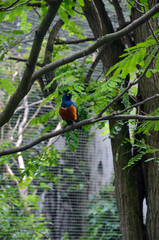 Superb Starling Perched on a Branch at Wilhelma Zoological-Botanical Garden, Stuttgart, Germany