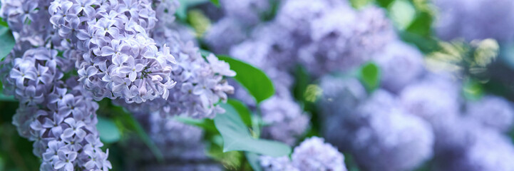 Lavender lilac blooms in lush spring garden with green foliage.