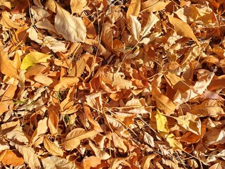 autumn leaves background