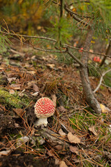 Small fly agaric mushrooms in autumn woodland environment

