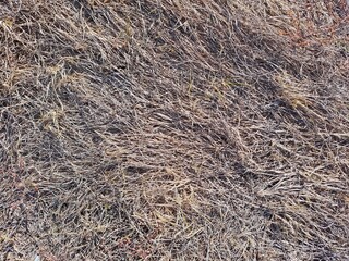 dry grass background