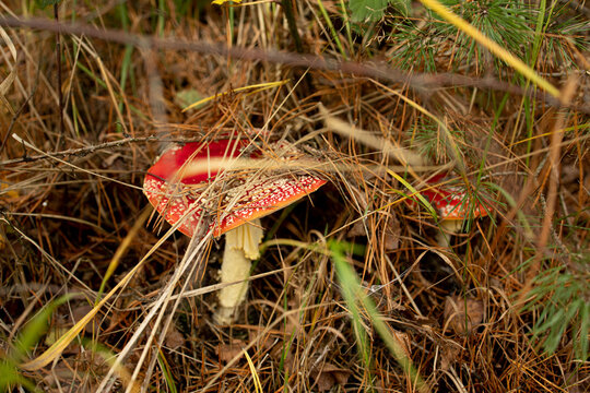 autumn mushroom on a tall white leg with a flat red cap under dry grass and fallen leaves in the forest, macro photo of fly agarics in their natural environment, fly agarics grow, fly agarics in the f