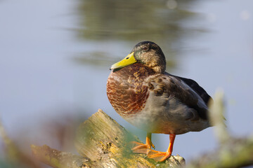 A male mallard enjoys the sun, close-up of a drake on a trunk in the water, resting mallard in sunshine surrounded by the blue lake, Anas platyrhynchos