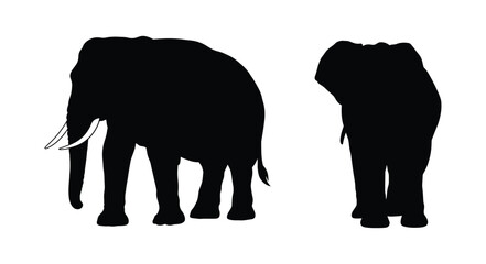 Two majestic elephants shown in black silhouette a striking visual contrast © imran