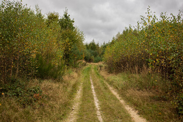 Path through autumn meadow near forest. The cloudy sky creates a calm, melancholic atmosphere.
