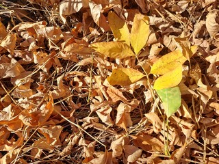 autumn leaves background