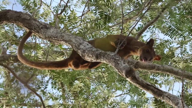 Fossa male during mating season on branch high in the tree 40