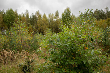 Autumn shrubs and young trees on a cloudy day. A natural landscape with dense shrubs and young trees in autumn colors under a grey cloudy sky. The scene captures the quiet beauty of a wild forest 